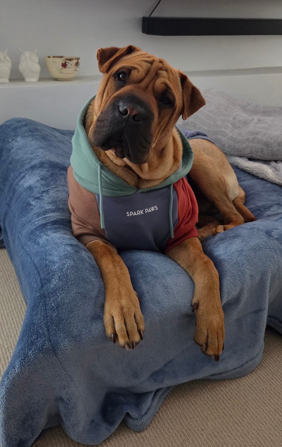 Customer photo review of Alpine Dog Hoodie