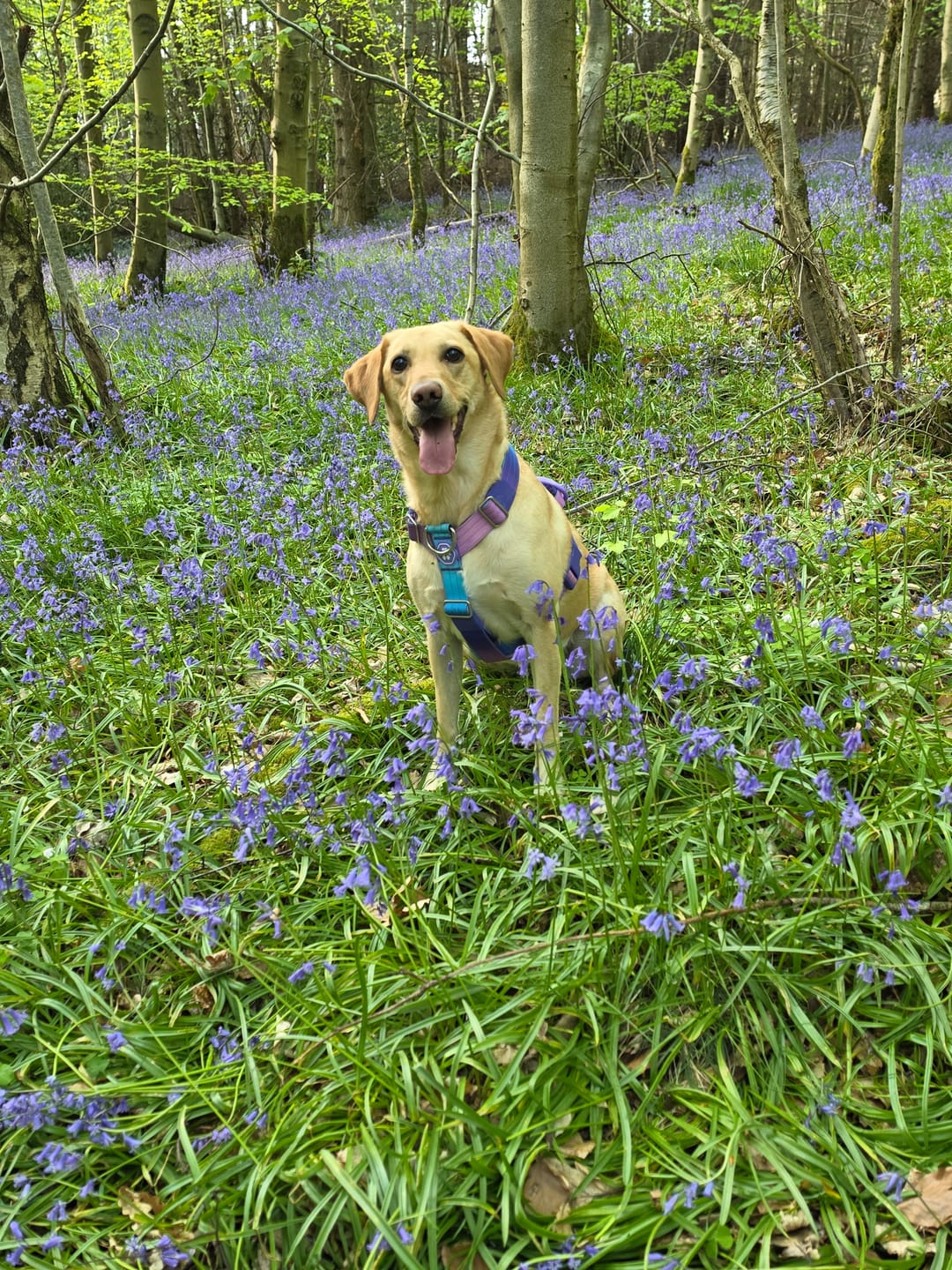 Customer photo review of Comfort Control No-Pull Dog Harness - 90s Retro