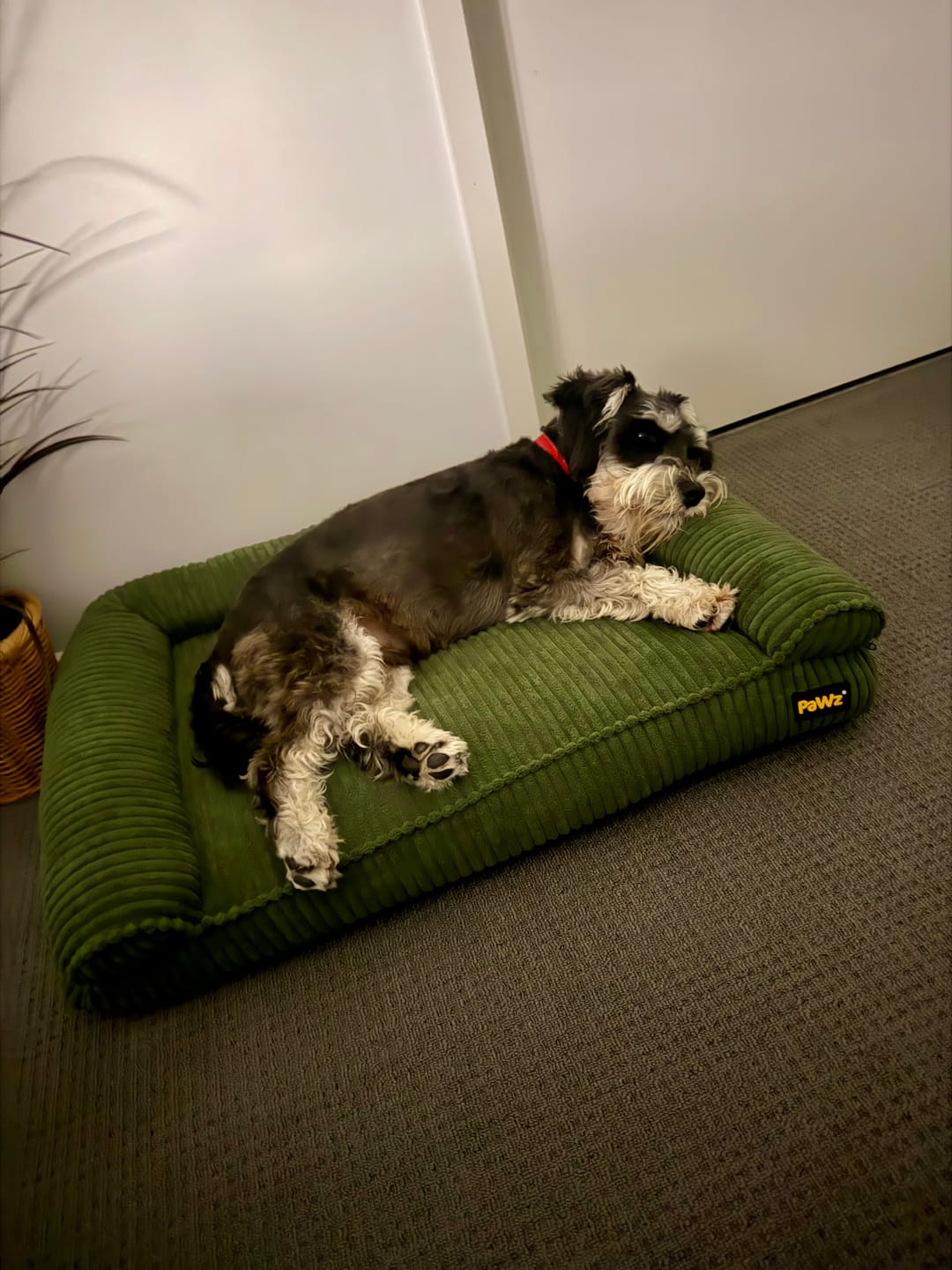 Customer photo review of Pet Bed Non Slip Dog Mat Orthopedic Sofa  Cushion Washable Removable