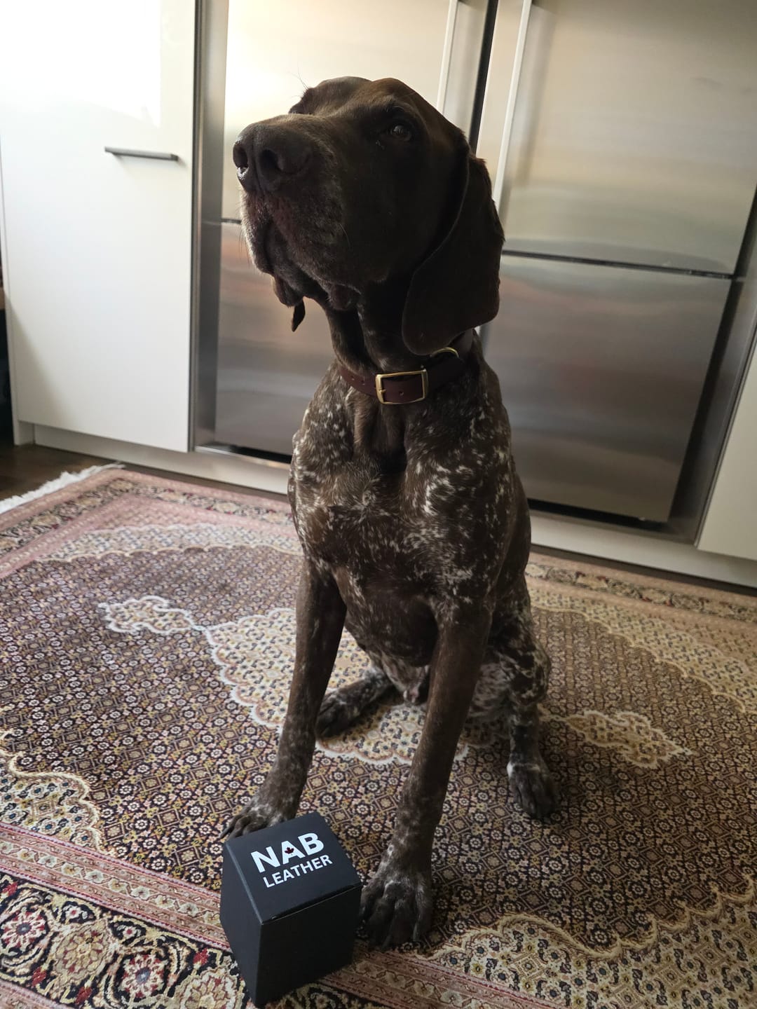 Customer photo review of Rover - Classic Brown Full-Grain Leather Dog Collar