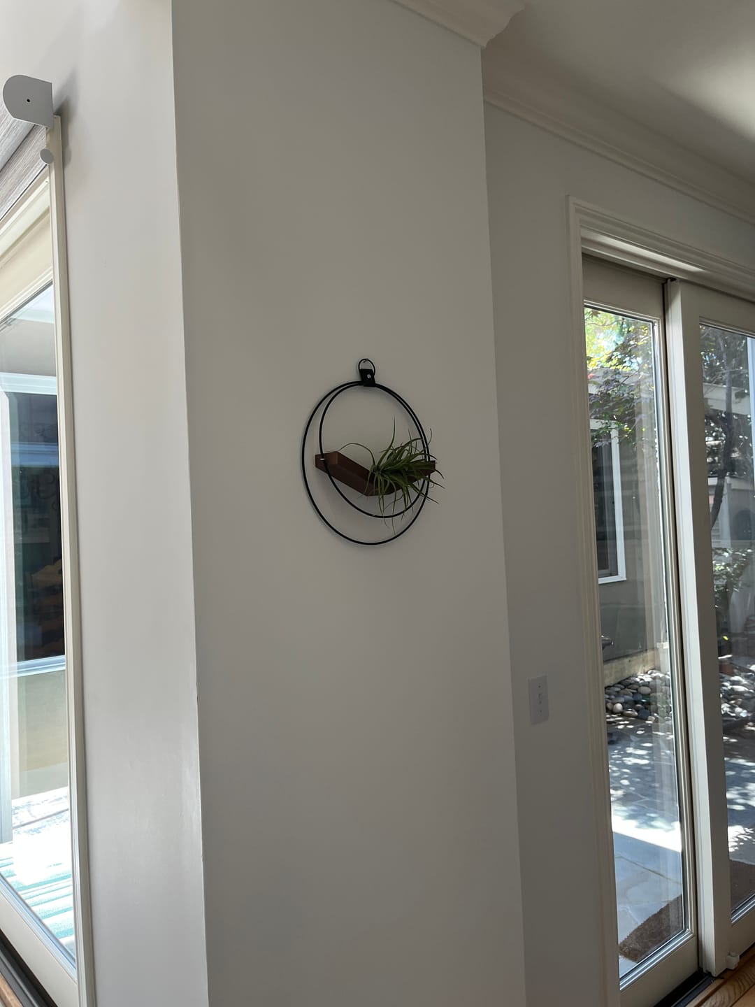 Customer photo review of Air Plant V-Hanger