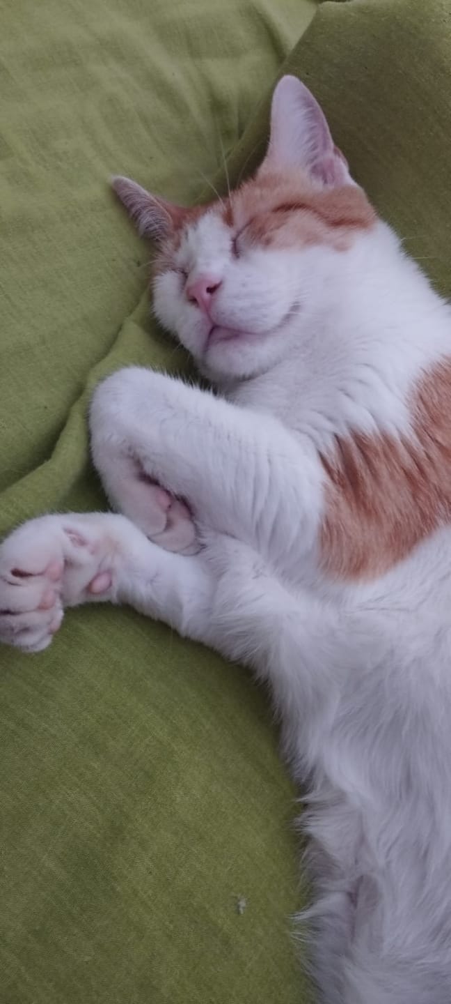 Customer photo review of Croquettes Poulet & Petit Pois - Chat Stérilisé