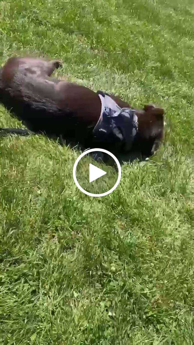 Customer video review of Pig Ears