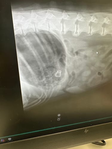 Customer's X-ray of their dog's abdomen, showing the ingested "Goth as Fuck" perfume sample bottle.