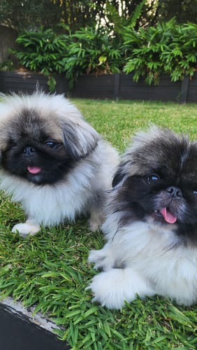 Customer photo review of DOG Coat Spray Conditioner and Detangler Grooming Essential. Formulated to moisturize and promote healthy, nourished dog coats