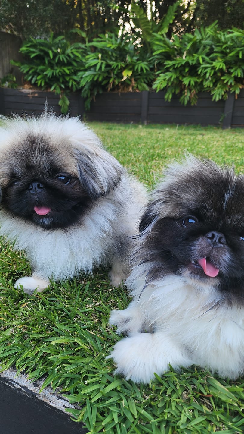 Customer photo review of DOG Coat Spray Conditioner and Detangler Grooming Essential. Formulated to moisturize and promote healthy, nourished dog coats