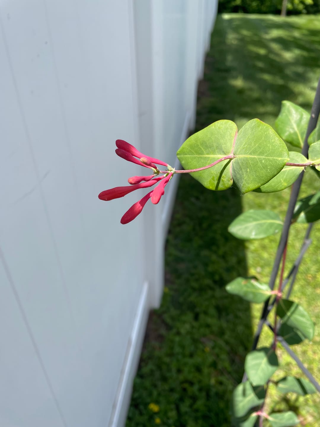 Customer photo review of Coral Honeysuckle