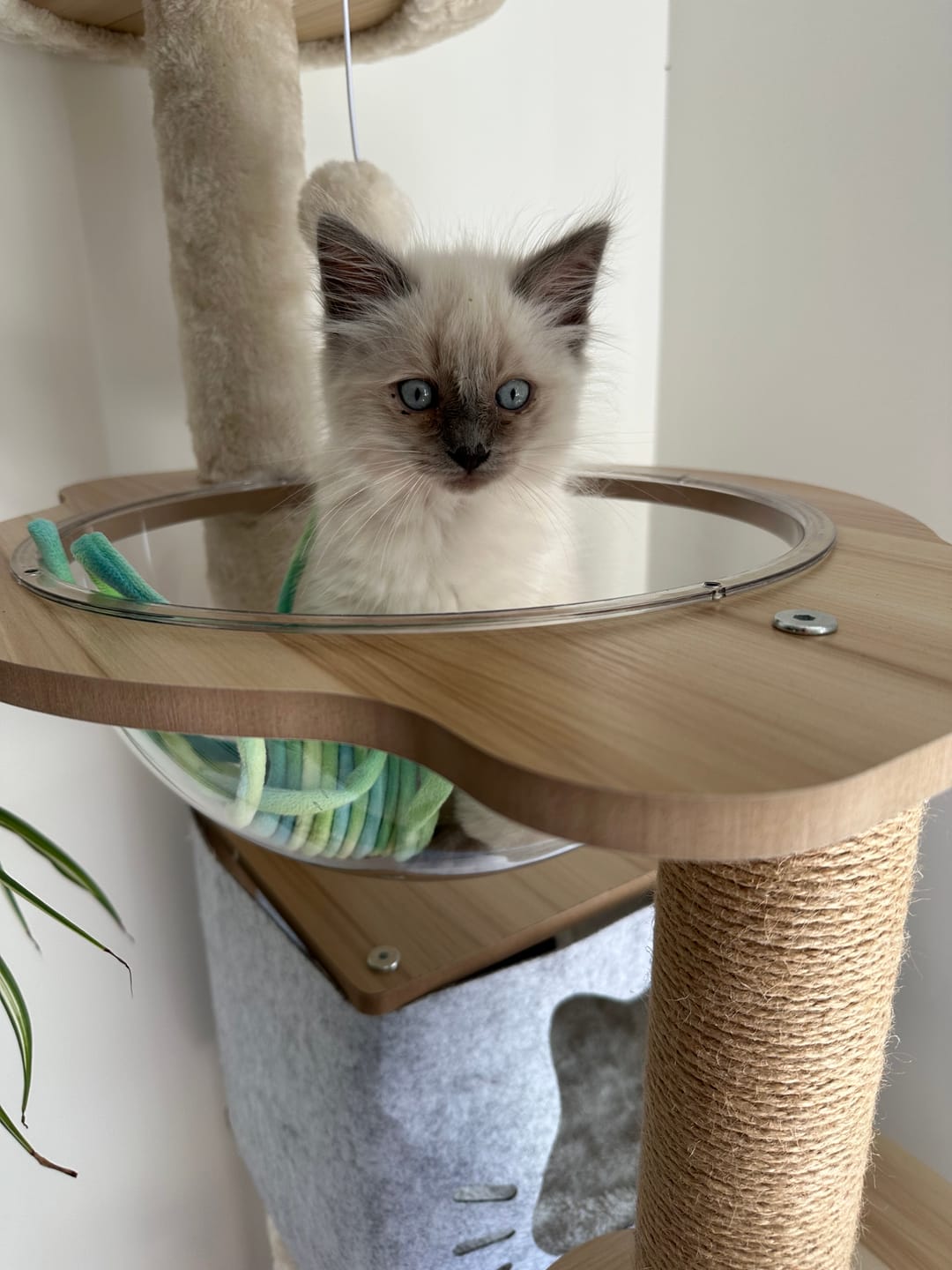 Customer photo review of Wooden Multi-level Cat Tree Tower 120cm