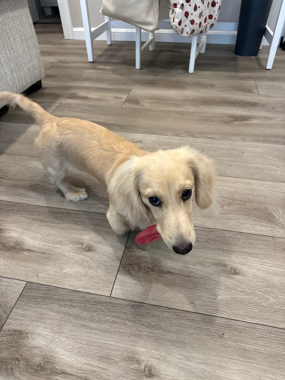 Customer photo review of Strawberry Yak Chews