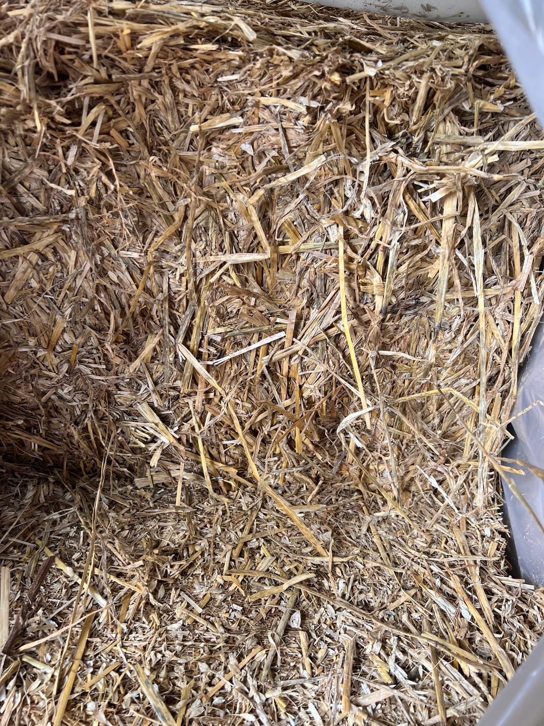 Customer photo review of Wheat Straw (Click here for Qty Discount) - Nice and Bright and CLEAN!
