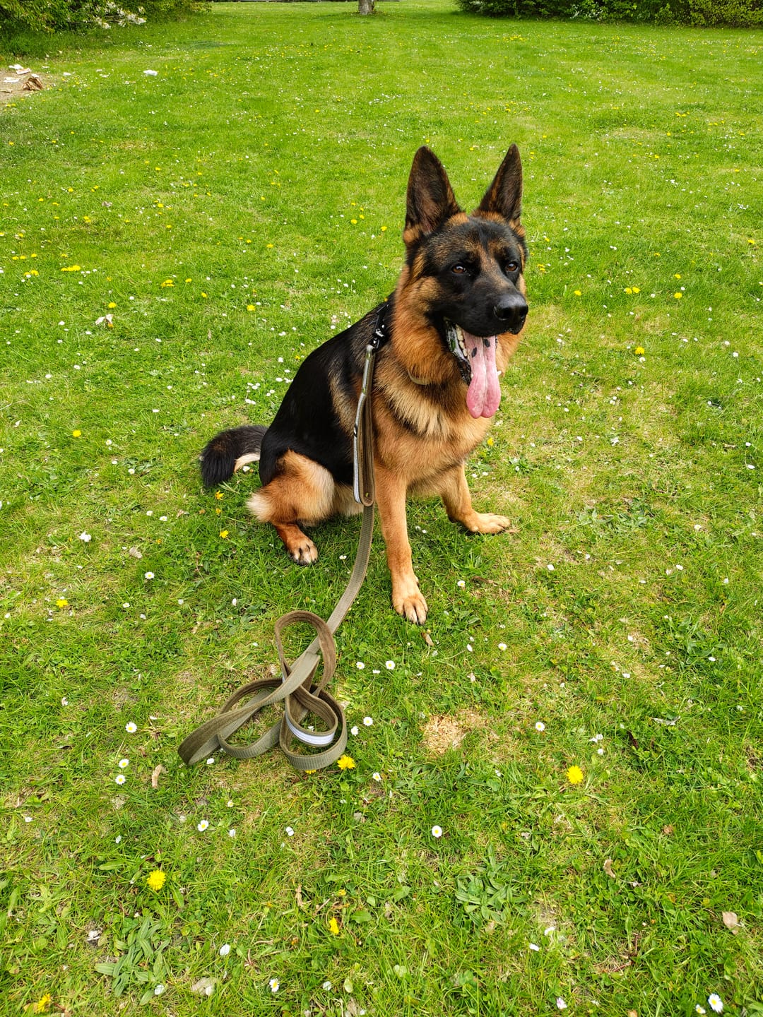 Customer photo review of Guard Leash Safe Khaki - Väktarkoppel med handtag & reflex