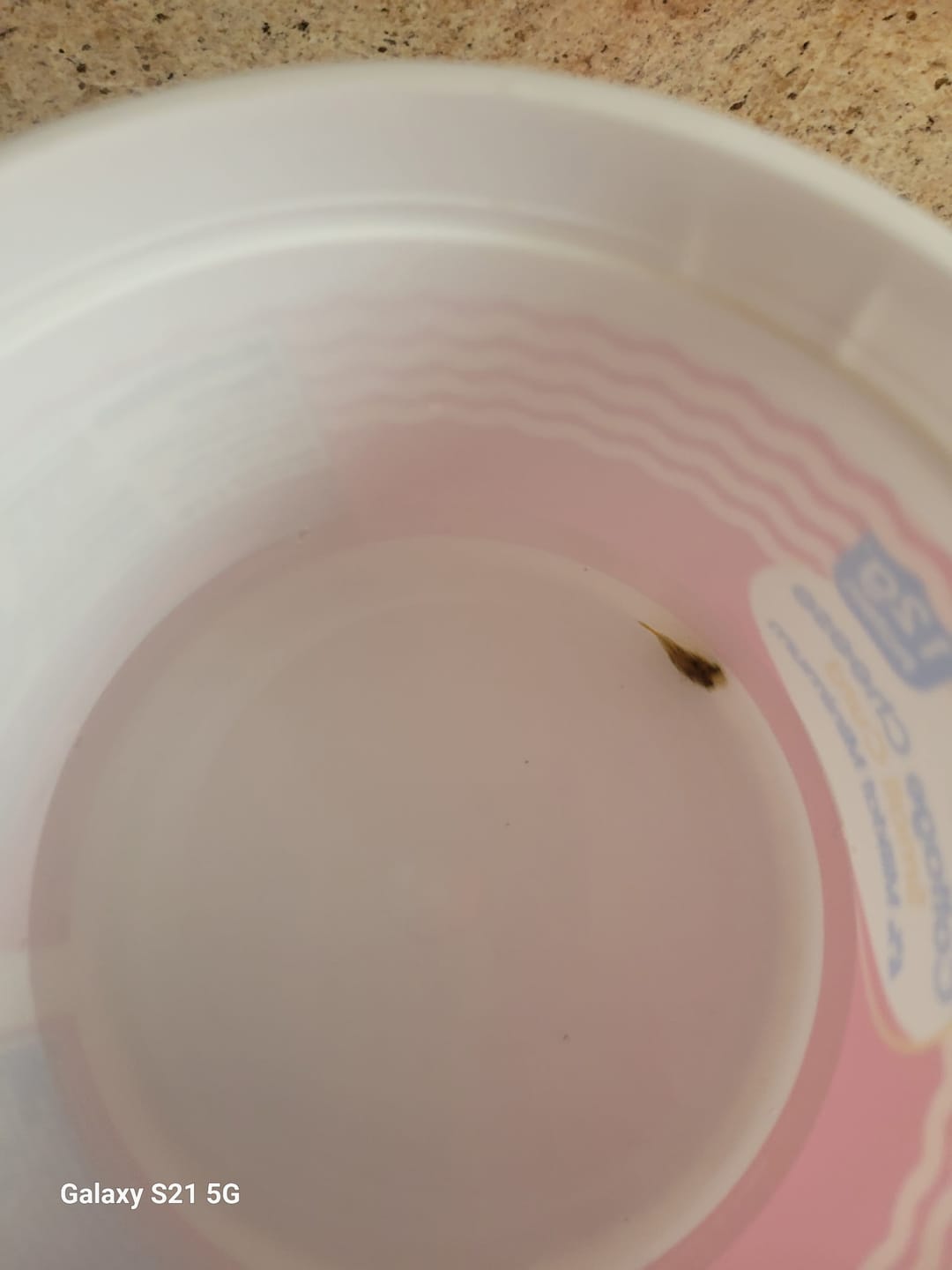 Customer photo review of Dwarf Pea Puffer (Carinotetraodon travancoricus), Tank-Bred