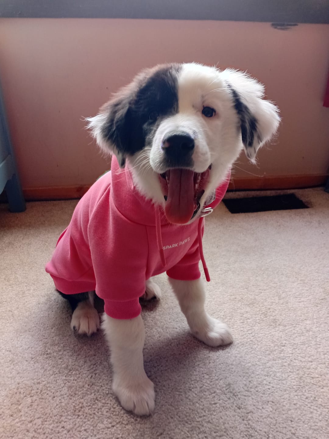 Customer photo review of Essential Dog Hoodie - Blush Pink