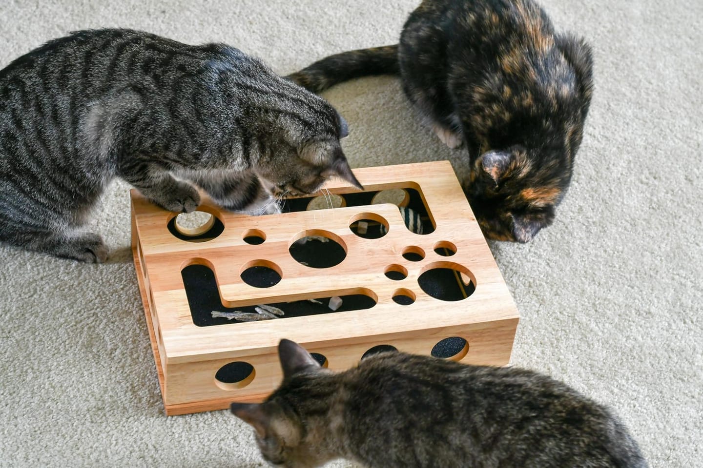 Customer photo review of ClawEase™ Cat Nail Filing Box