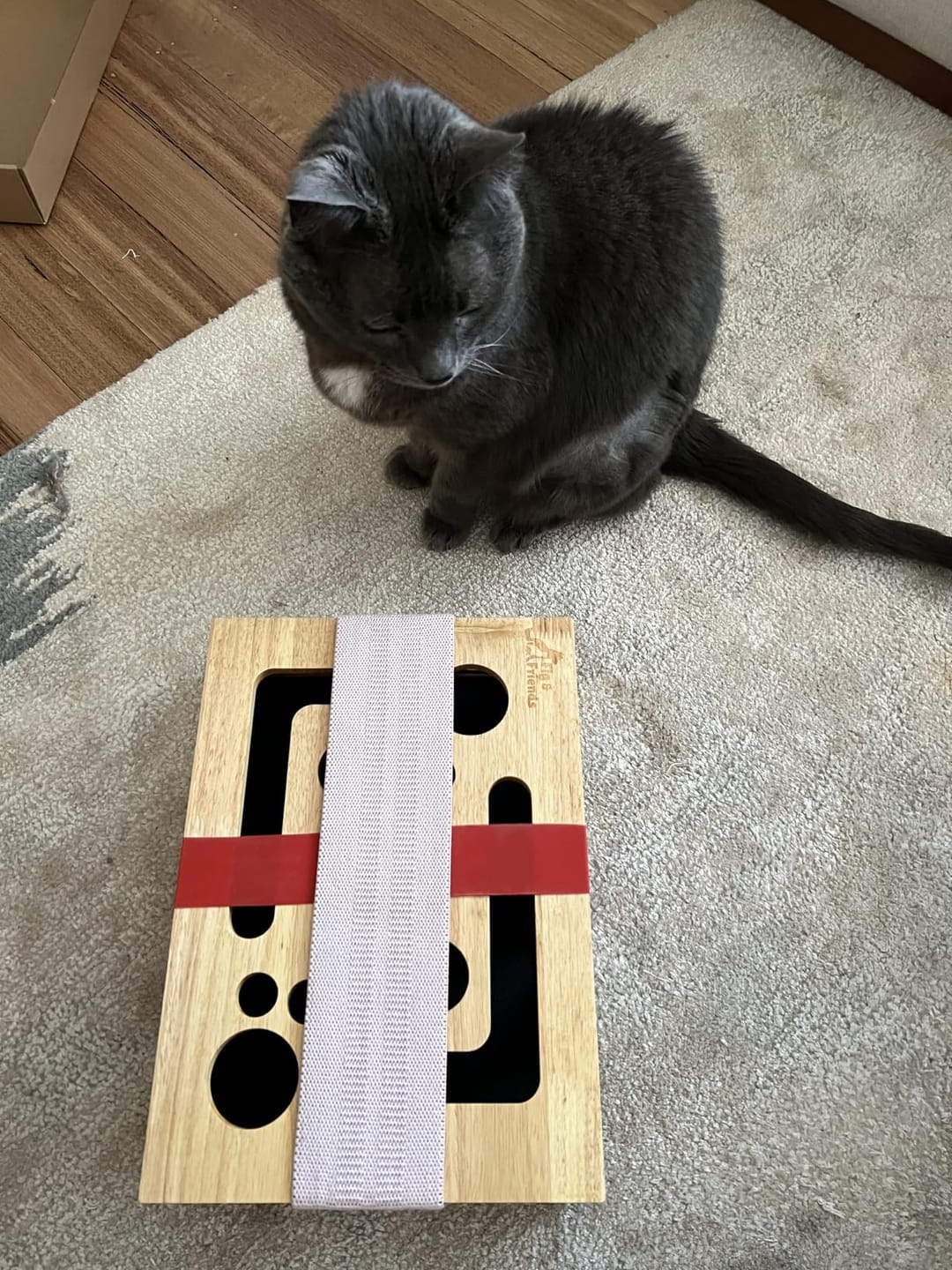 Customer photo review of ClawEase™ Cat Nail Filing Box