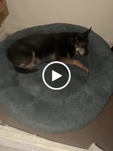 Customer video review of Cama Antiestrés para Perros
