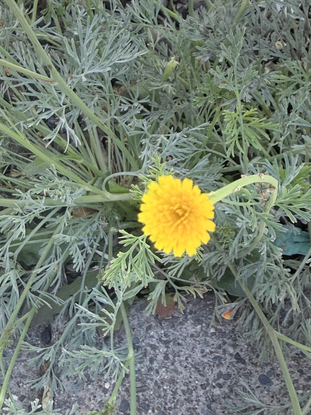 Customer photo review of Poppy, Giant Pod