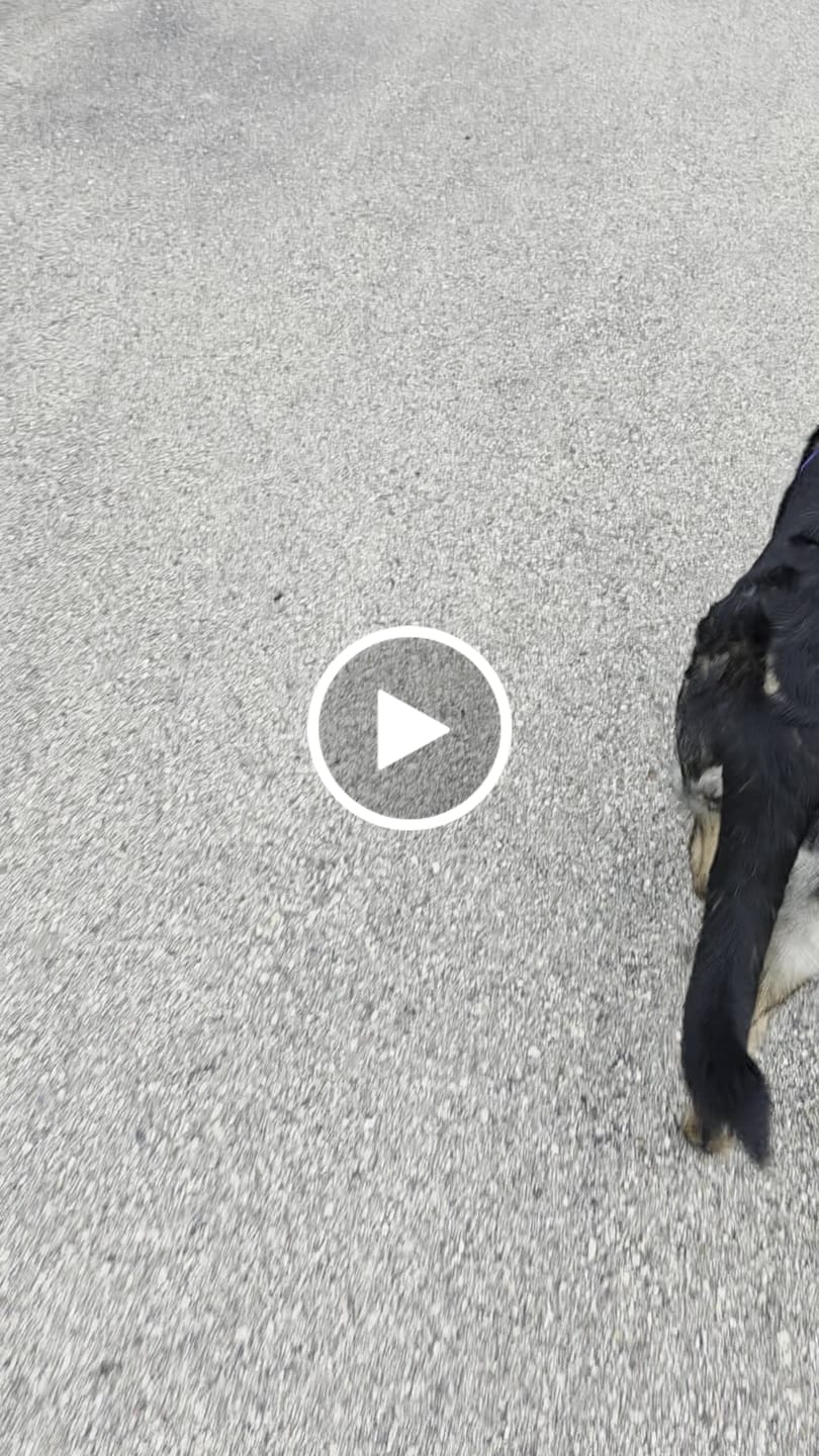 Customer video review of Comfort Control No-Pull Dog Harness - Lime Wave