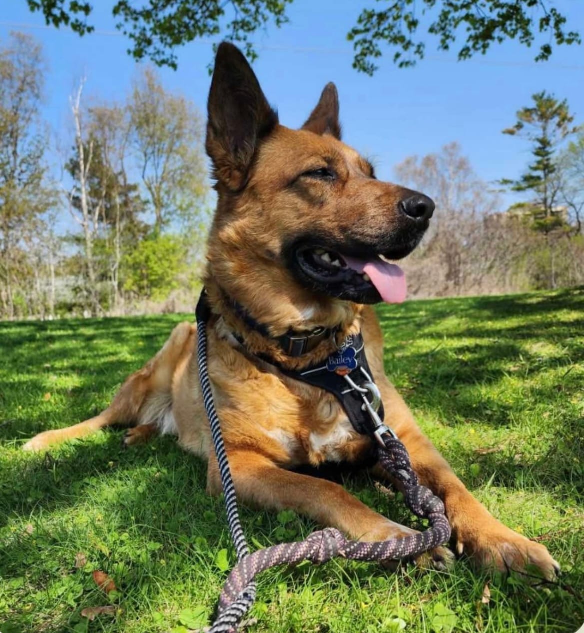 Customer photo review of 12 Inch Jumbo Bully Stick