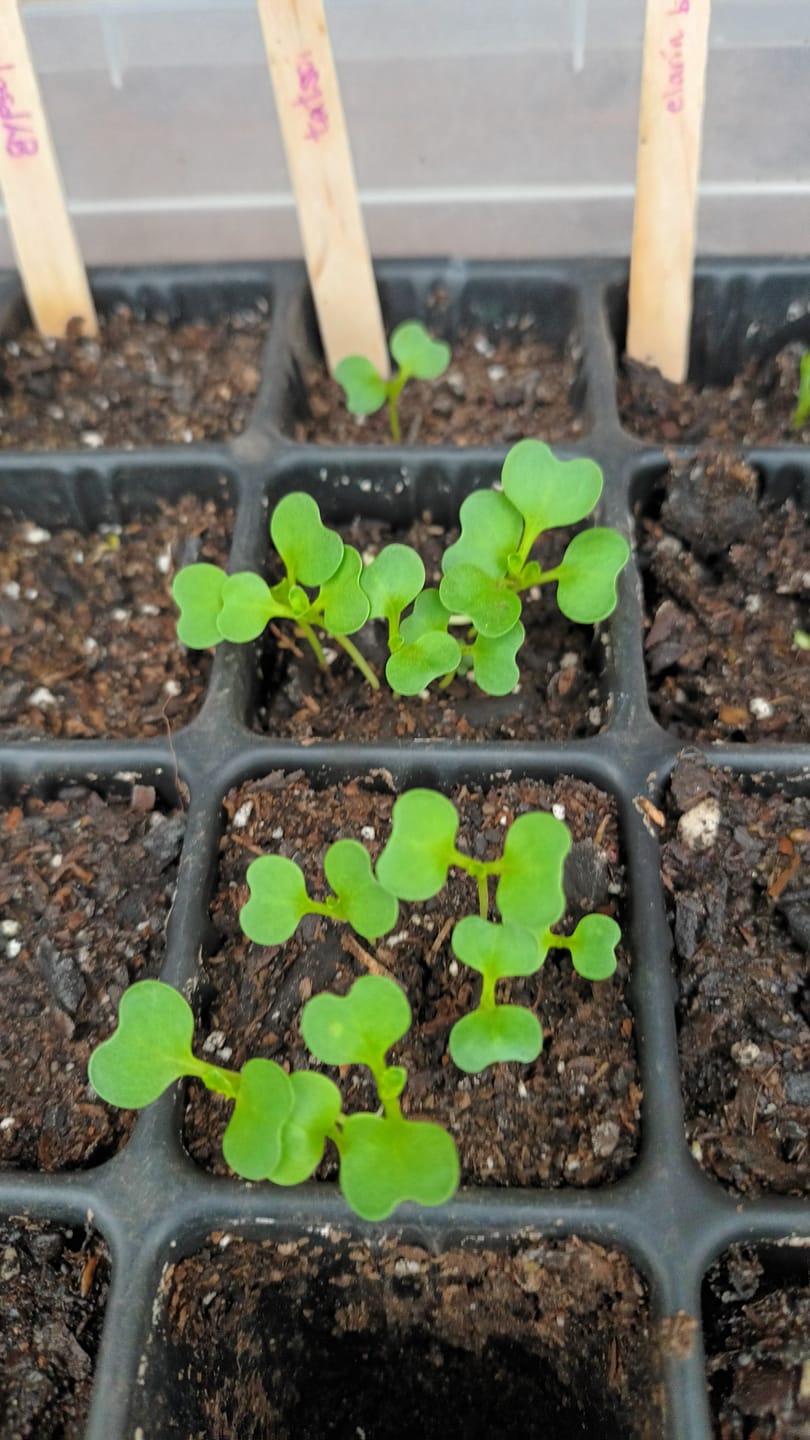 Customer photo review of Semillas tatsoi verde