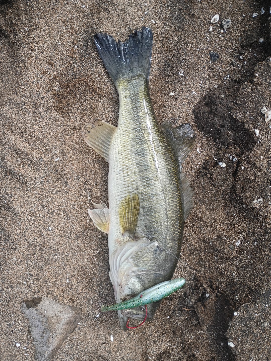 Customer photo review of Strike King 3X ElazTech 5" Z-Too Soft Jerkbait