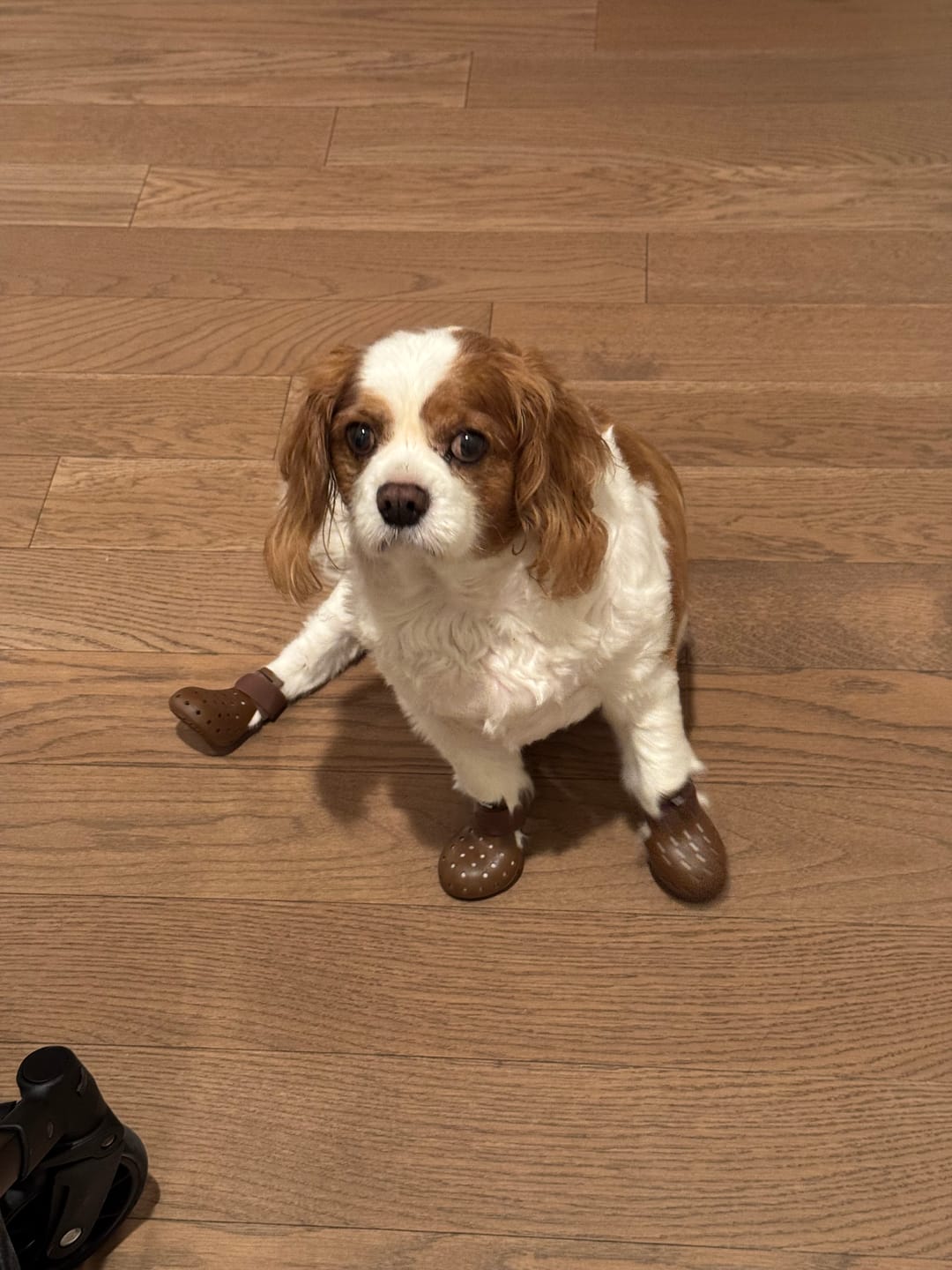 Customer photo review of WagWellie® Mojave Single