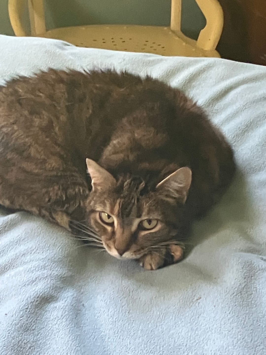 Customer photo review of Breathe Easy Cat Cold, Sneezing & Respiratory Support
