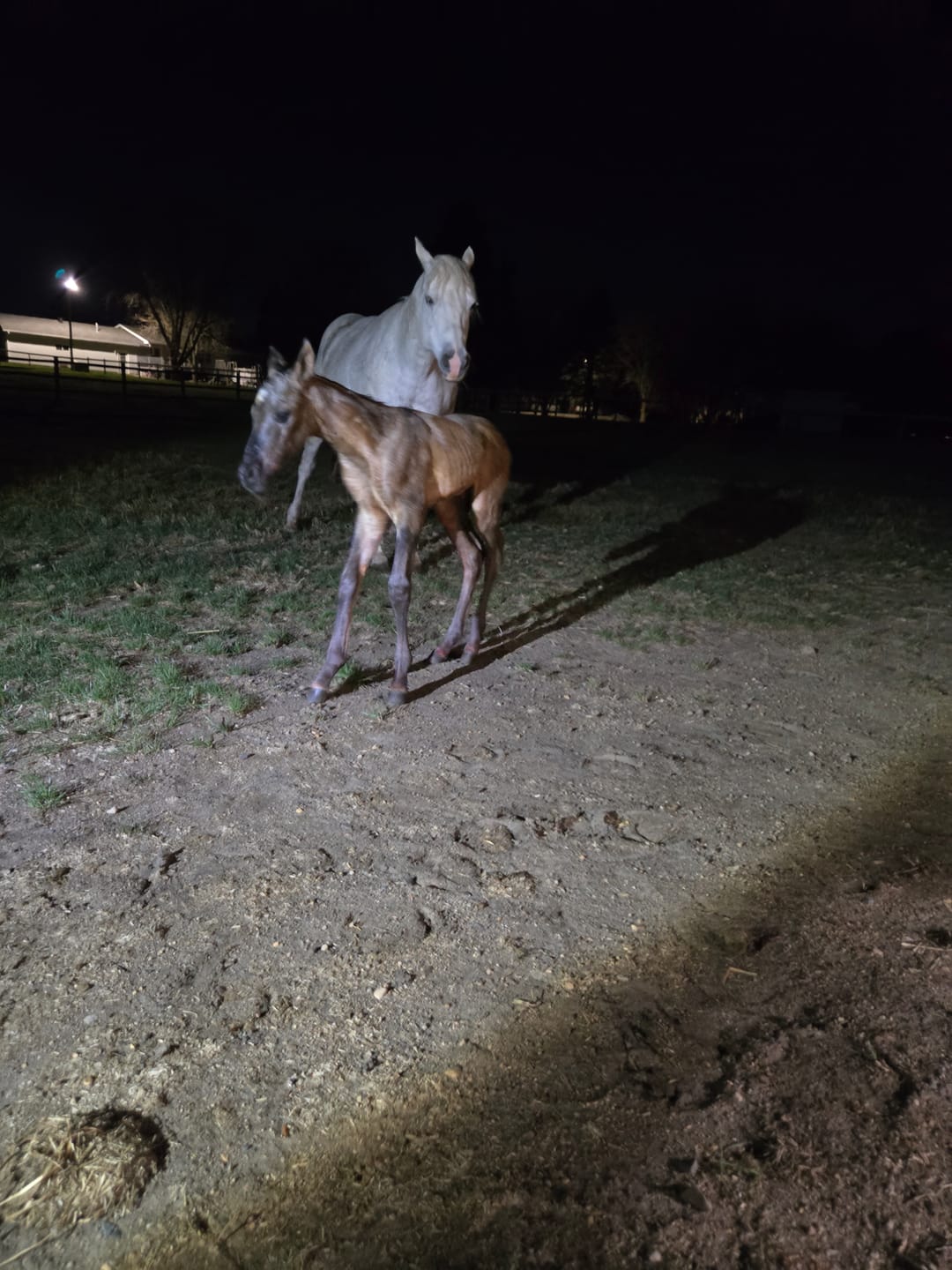 Customer photo review of Foal Indicator Strips