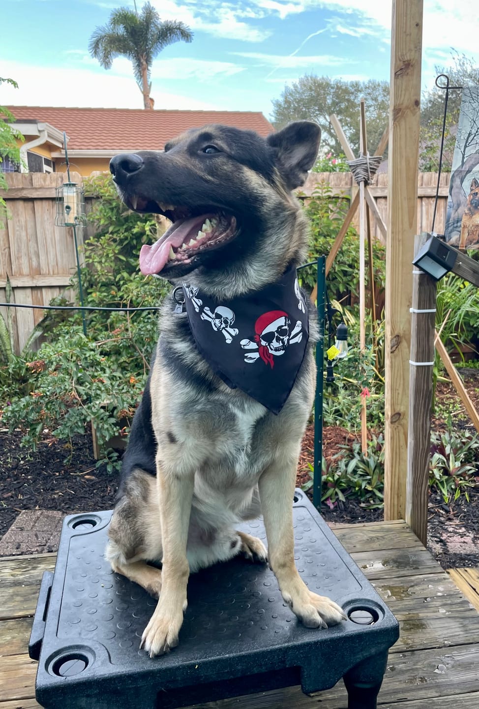Customer photo review of Best in Show Bundle
