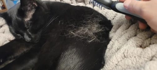 Customer photo review of FurFlow Dog Deshedding Undercoat Rake Brush | Ultimate Dog Grooming Tool