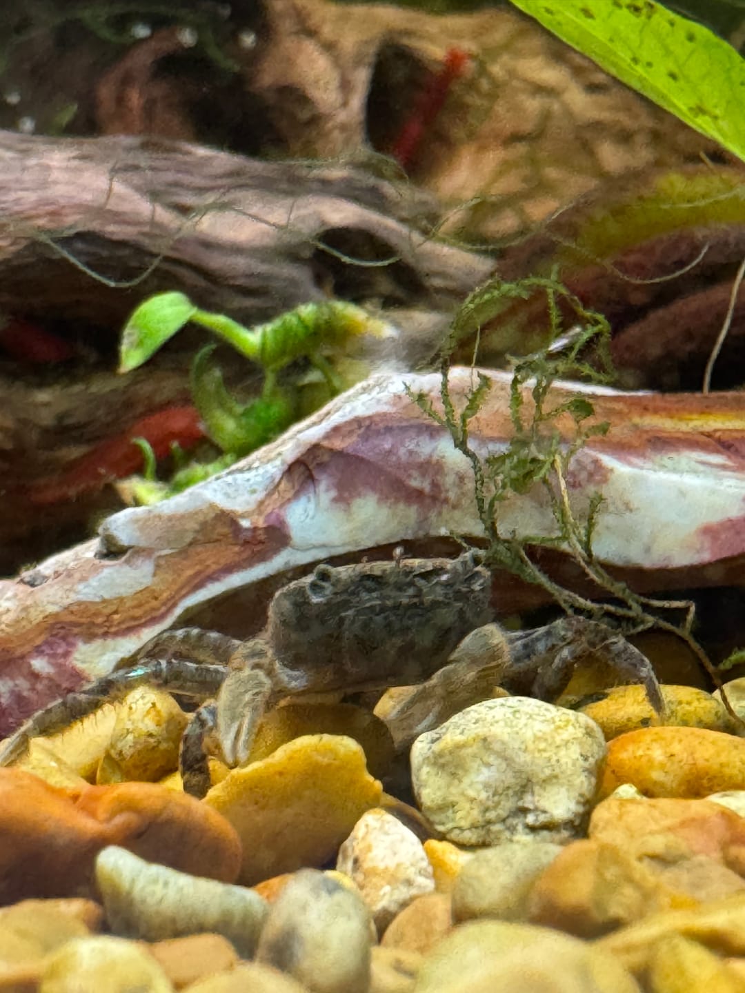 Customer photo review of Freshwater Pom Pom Crab (Ptychognathus barbatus)