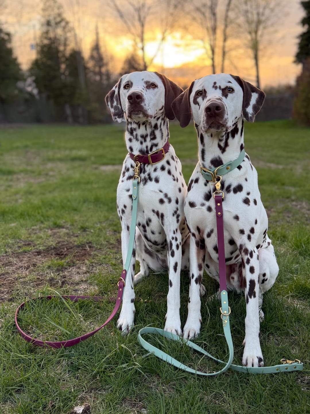 Customer photo review of Sage - Classic Biothane Dog Leash