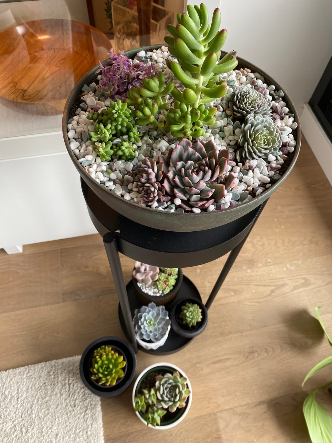 Customer photo review of Bulk Mixed Succulent Value Packs