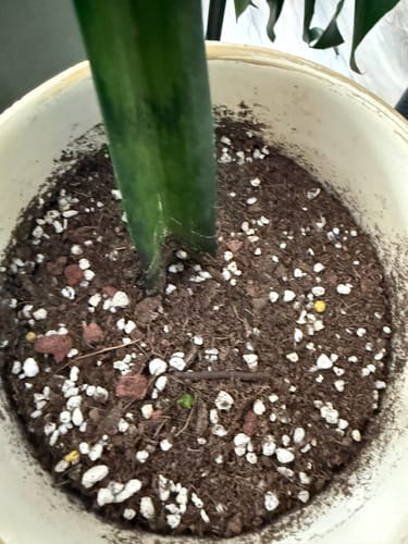 Close-up of a customer's potted snake plant showing a tiny new pup sprouting from the soil after using the Plant Food.