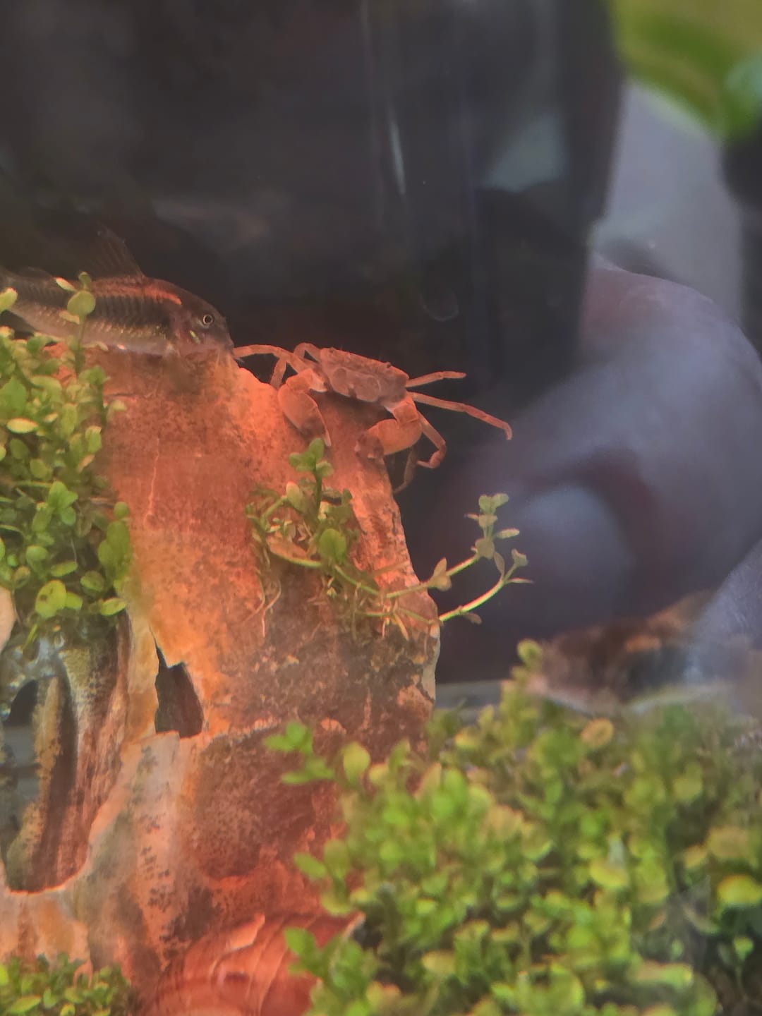 Customer photo review of Gold Laser Cory (Corydoras sp.“Gold Laser”)