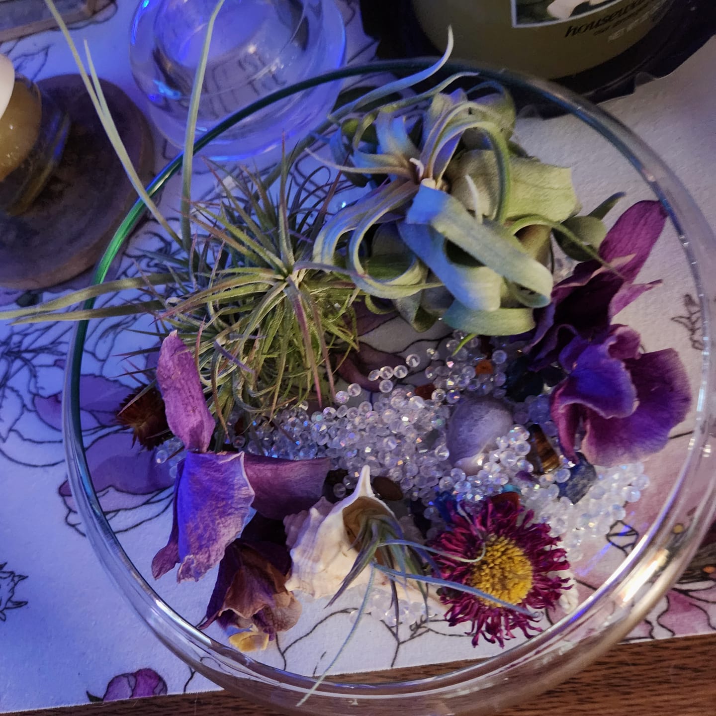 Customer photo review of Air Plant Mystery Box - Curated Tillandsia Collection | 5 Tiers Available