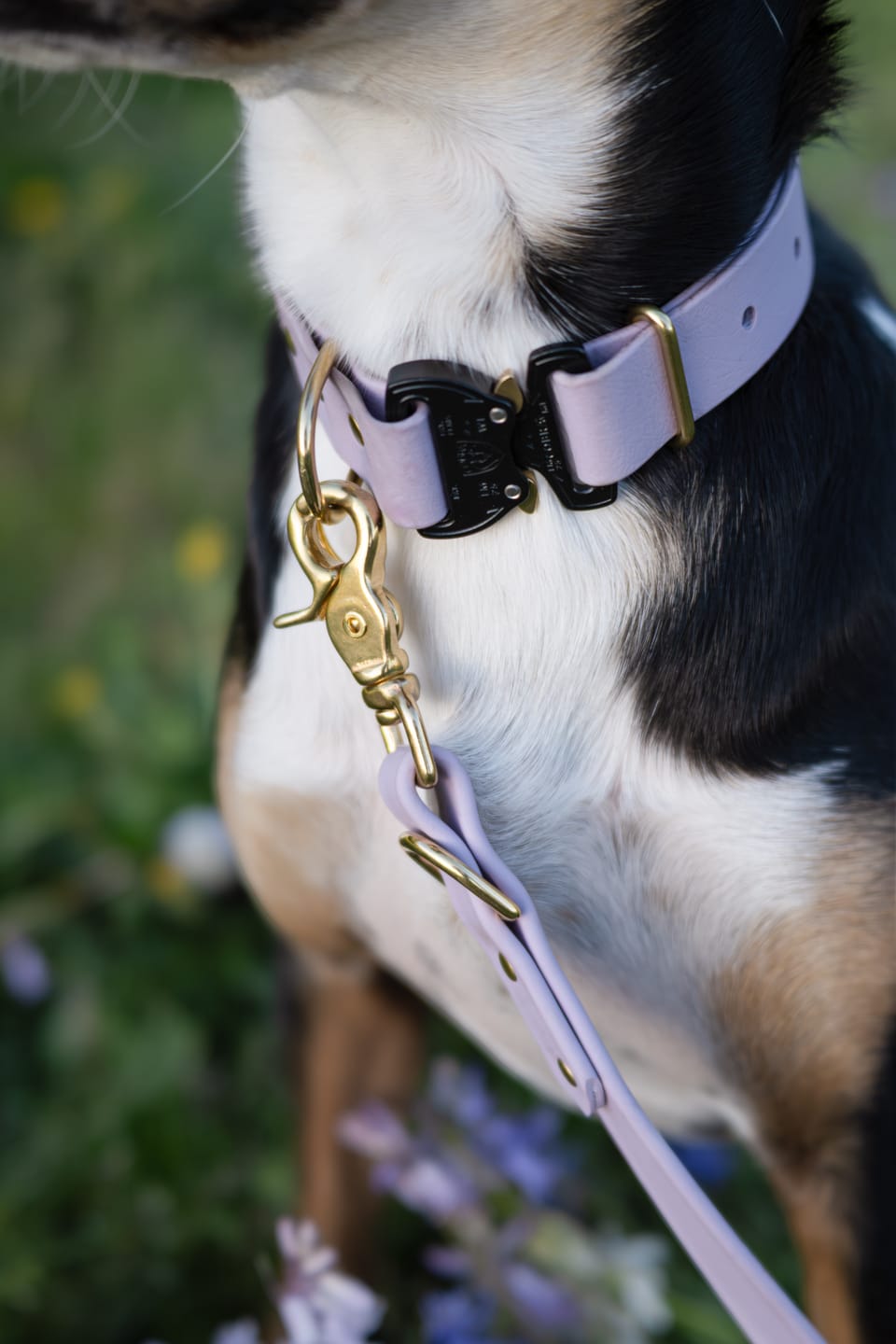 Customer photo review of Adjustable Biothane Quick Release Dog Collar