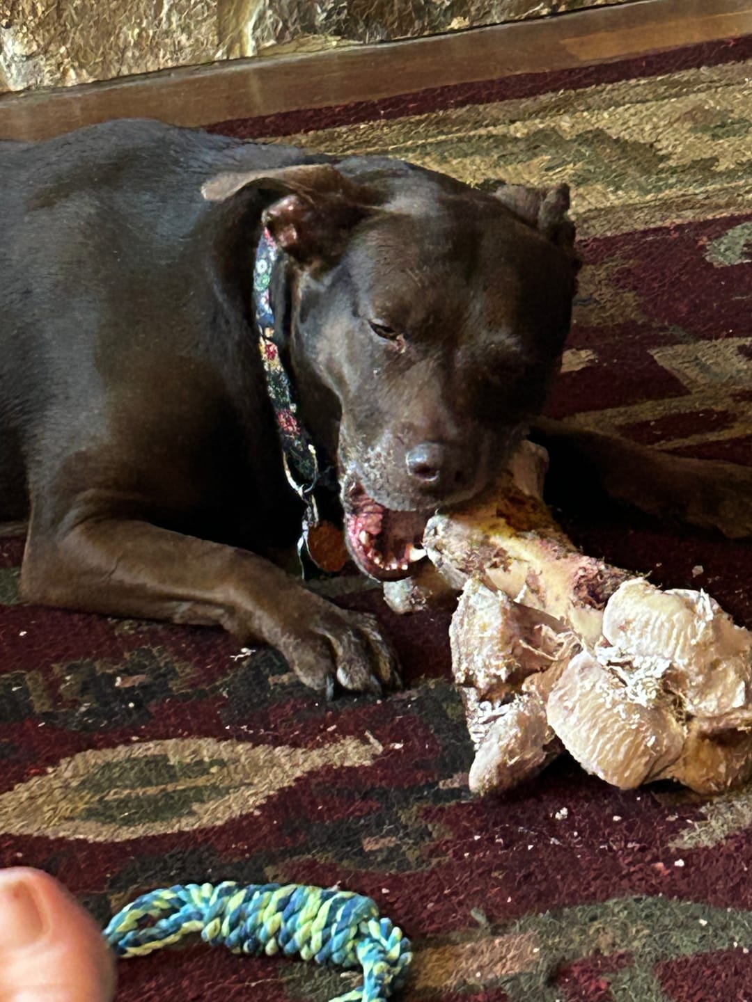 Customer photo review of Smoked Dinosaur Bones