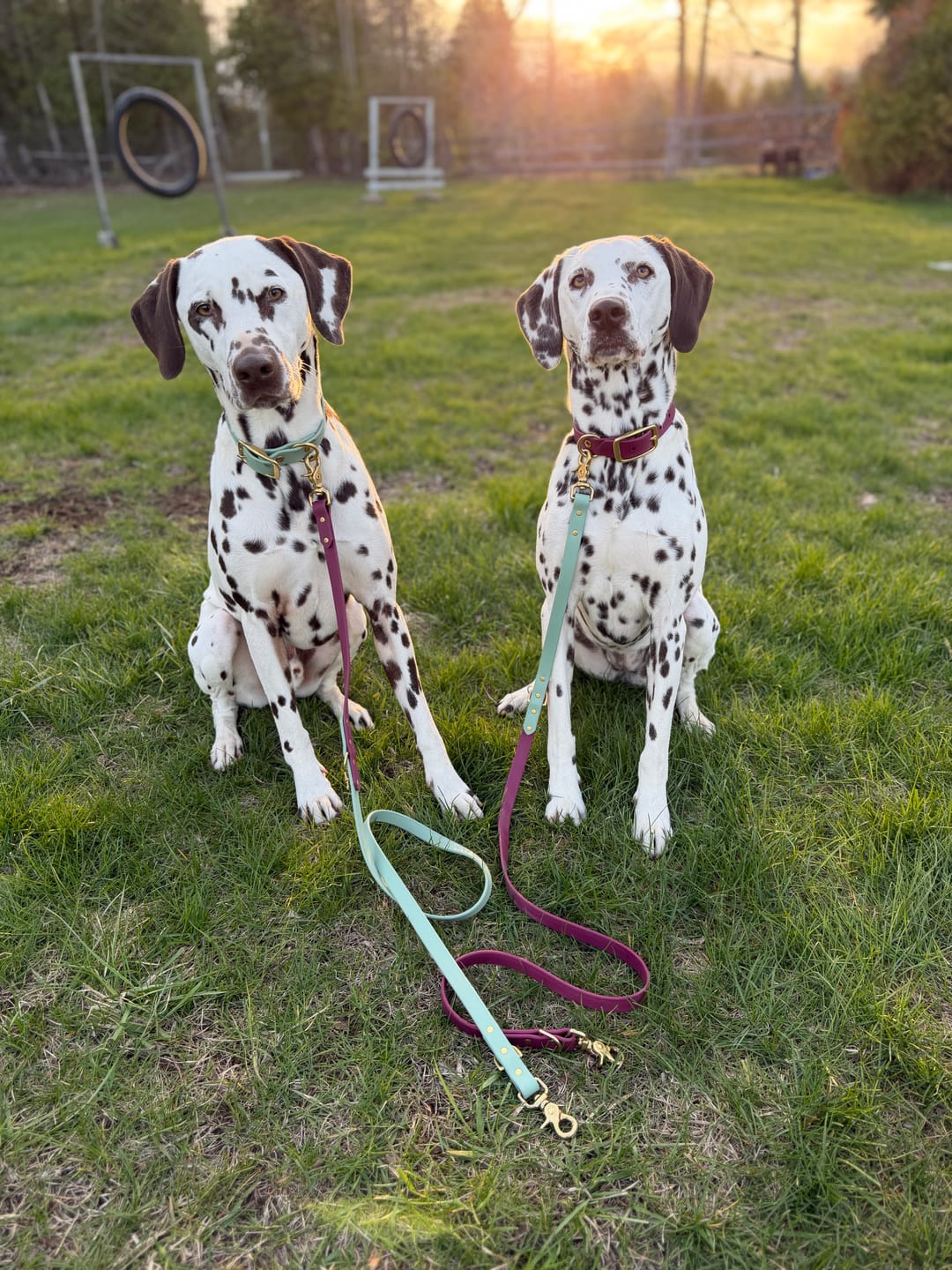 Customer photo review of Pinot - Classic Biothane Dog Leash