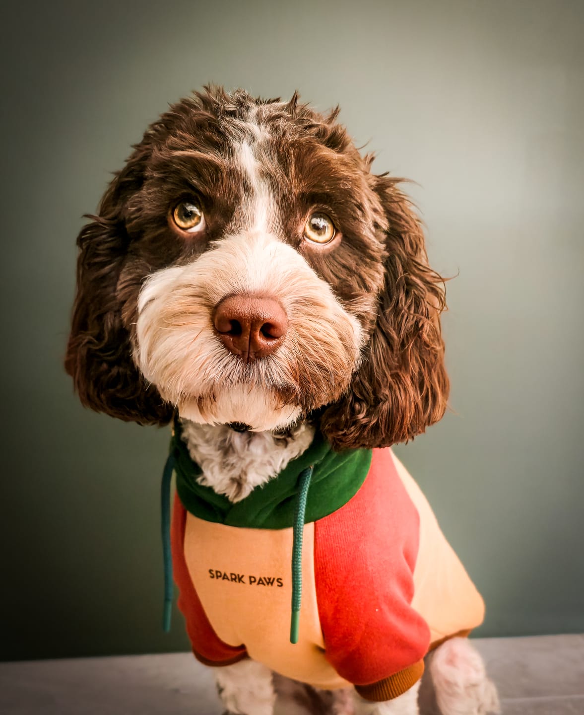 Customer photo review of Ranger Dog Hoodie