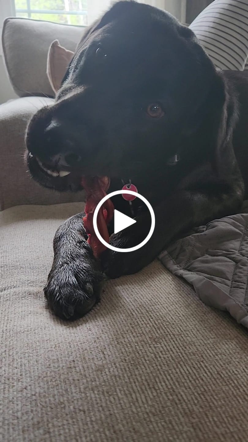 Customer video review of 6 Inch Monster Braided Bully Stick