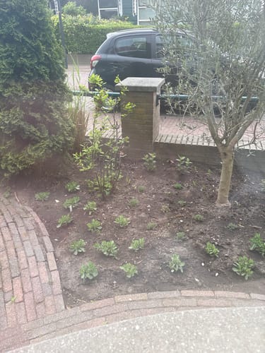 Customer photo review of Blauwkussen - Aubrieta 'Hamburger Stadtpark'