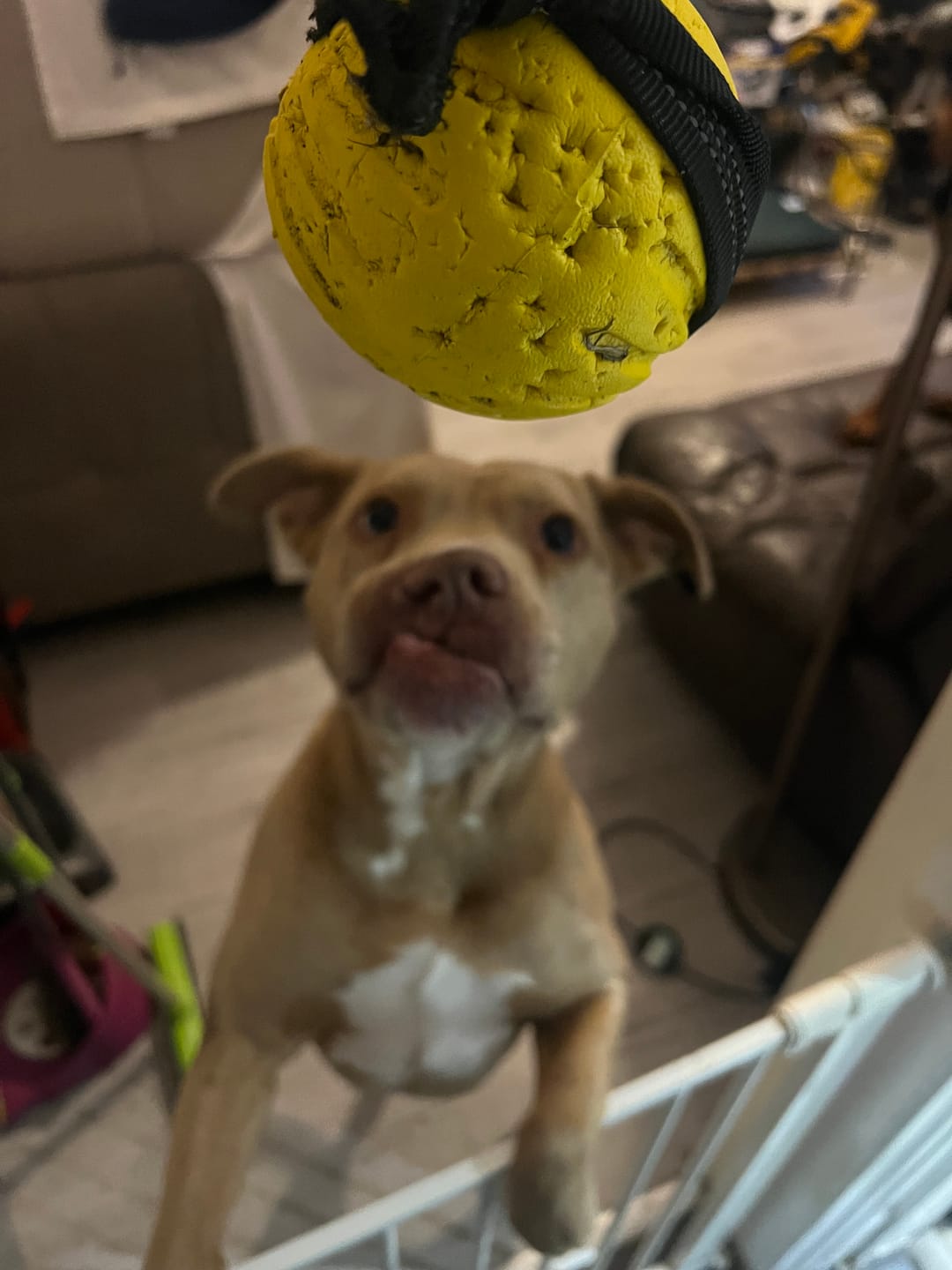 Customer photo review of Eva Tug ball 9cm