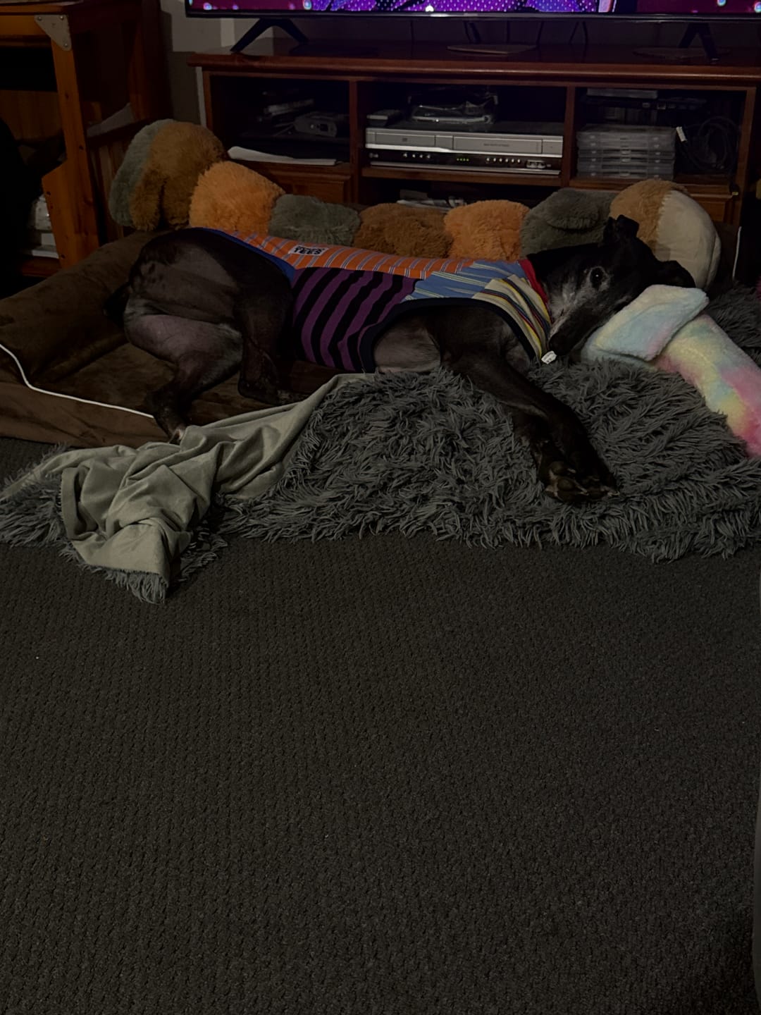 Customer photo review of Orthopedic Dog Bed with Memory Foam Cushion - Washable Cover