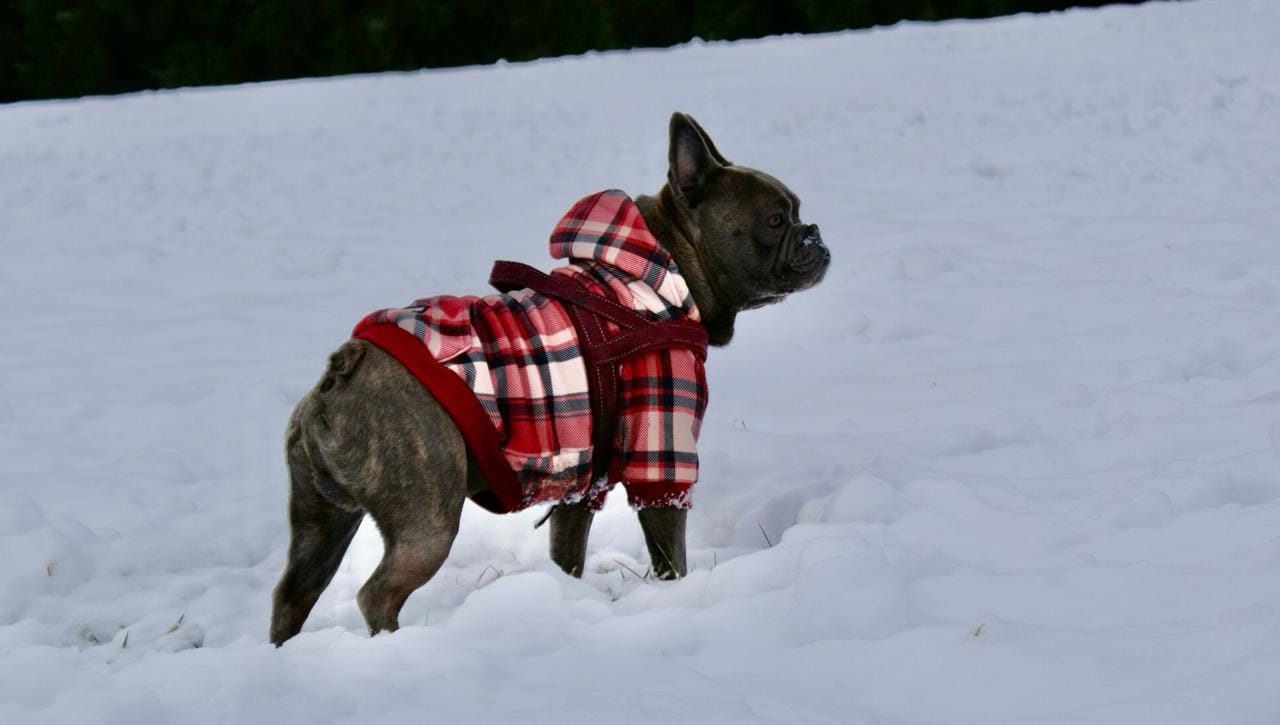 Customer photo review of Red Plaid Dog Hoodie