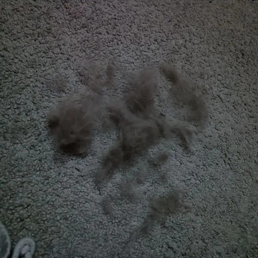 Customer photo review of FurFlow Dog Deshedding Undercoat Rake Brush | Ultimate Dog Grooming Tool
