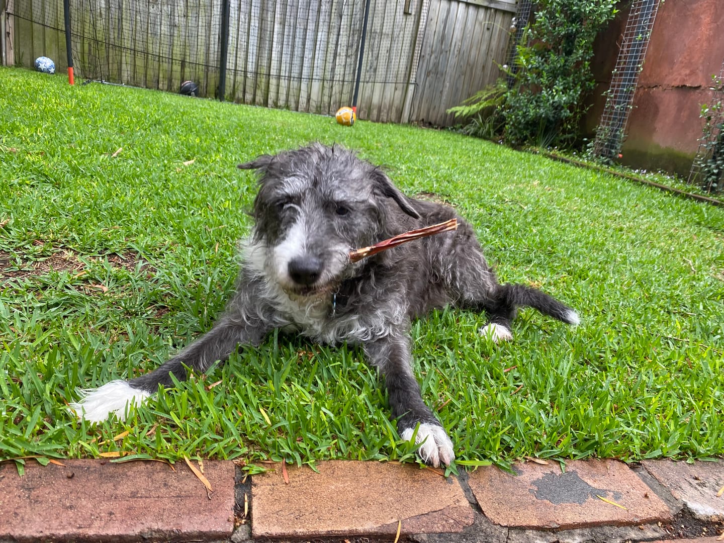 Customer photo review of Australian Beef Bully Sticks 8"