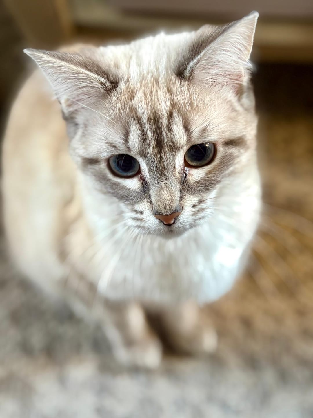 Customer photo review of Multipack d'effilés (Chat stérilisé et Chat adulte)