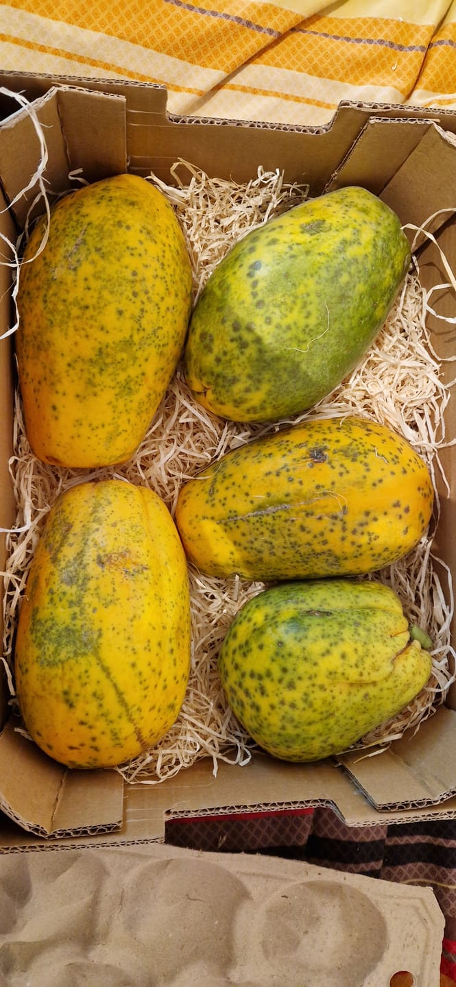 Customer photo review of Papaya Bio von Julian 4,5kg Box Sonderaktion %