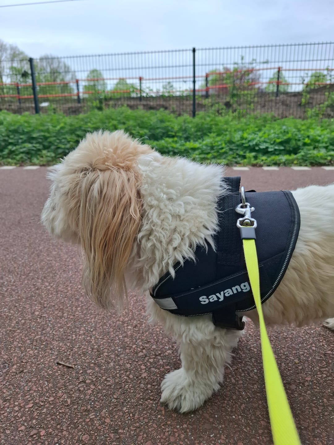 Customer photo review of PawGuard - Gepersonaliseerd Hondentuigje